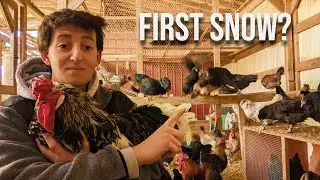 Winter Storm Coming | Prepping The Coop NOW
