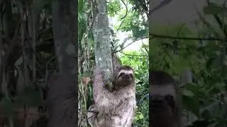 Sloth waves and smiles at rescuer 😍&hearts;️
