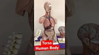 Human Body from inside | Torso | anatomy Models #trending #shorts