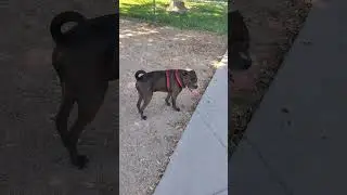 10-year-old Pitbull pug mix.
