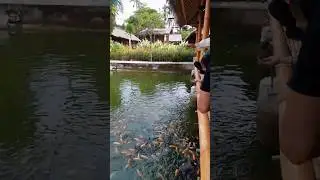 Cilus Lesehan Kota Mataram