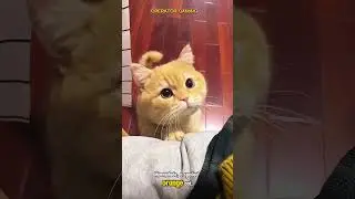 cute spoiled orange cat #football #cat #slimeamerica #funnycats #usa #amerikaserikat #america