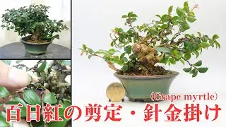姫百日紅のミニ盆栽　剪定と針金掛け【枝作り】　Crape myrtle　#19