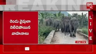 తోటపల్లి-సుంకి రోడ్డుపై ఏనుగుల హల్ చల్ | Elephant Halchal in Manyam District | BIGTV