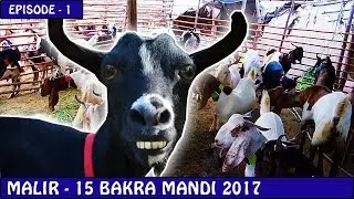 BAKRA MANDI MALIR 15 EPISODE - 1 | KARACHI 2017 | Video in URDU/HINDI