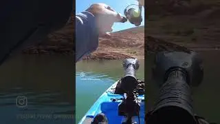 Drop shot! #fishingmethods #lakemead #gopro #kayakfishing #fish #bassfishing #fishing #fishinglife