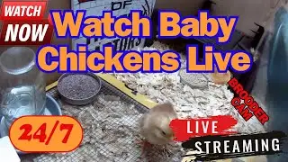 Come Relax And Watch Baby Chickens Live 