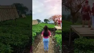 Kebun teh wonosari malang #kebuntehwonosari #travel