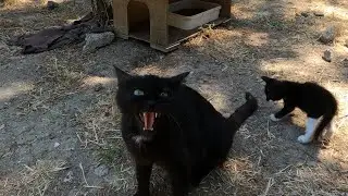 Angry mother cat trying to protect her kittens