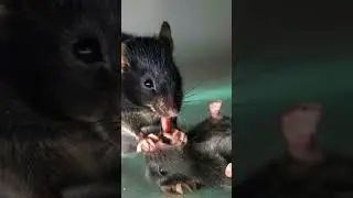 #Mice#RodentBehavior#Prosociality#AnimalBehavior#Neuroscience#HelpingBehavior#Revival#SocialAnimals#