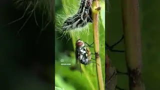 the fly attack on Caterpillar. #thefly #caterpillar #shortsvideo #shorts #short #trending #insects