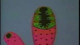 TAXIONOMIA-REINOS VIVOS-MONERA-PROTISTA-FUNGI-MET&Aacute;FITA E METAZOA-ESTRUTURA DOS SERES VIVOS DIDAK