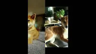 Chico de hond van Caithlyn