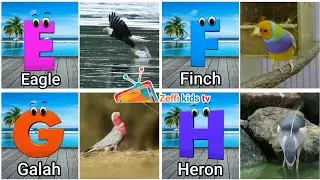 Birds ABC Song | Bird Alphabet Song | A to Z Birds Names for children | Learn ABC | Phonics song