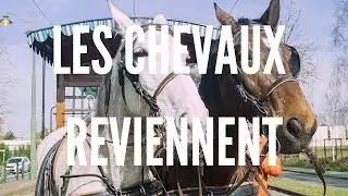 Le retour des chevaux à la STIB