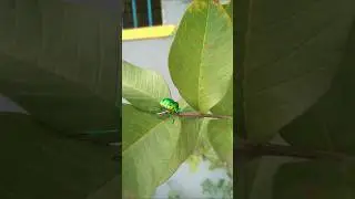 A colorfull bug 🐞🪲 found in my garden. #cms #nature  #asmrsounds #trending #shorts #shortsfeed