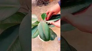 3 Best indoor plants for home🏡!! #garden #trendingshorts #indoorplants #plants #plants #ytshorts #yt