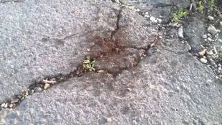 Mravčeky