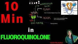 Fluoroquinolones Mechanism of Action, DNA Gyrase Inhibitors | Fluoroquinolones Mechanism