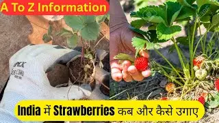 Easy Simple Step To Grow Strawberries 🍓 At Home, on Terrace #trending #gardening #terracegardenindia