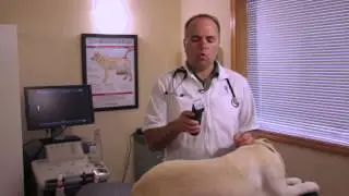 How to Prevent Clipper Burns on Dogs   Pet Health