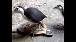 truwok/trulek jawa jinak bin total
