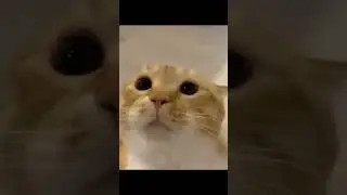 moo cat