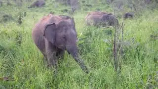 ContentWTF - Minneriya National Park Elephant Safari Sri Lanka