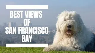 Scenic Views in Oakland┃Ed&Mel