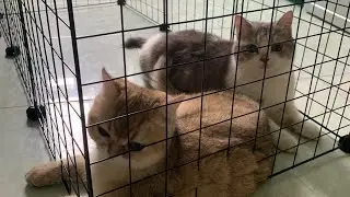 [Meow][250220] | MOONIE | TSUKI - &ocirc;ng thiết kế lồng kết hợp catree cho 2 đứa chơi