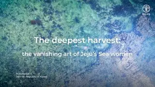 The deepest harvest: the vanishing art of Jeju's sea women (short version)