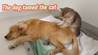 Unbelievable!Cat Gives A Dog Hypnotherapy.My cat massaging my dog. Funny golden retrievers and cats.