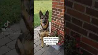Relatable? 😅 #dogs #bananas #dogmom #GSD #relatabledogs #funnydogs #shepherd #dailysmile