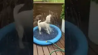 Dog Splash Sprinkler Pad for Puppies Pet Swimming Bathtub Pool, Summer Fun Water Toys for Dogs