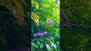 بلبل پرندہ 🐦 Peaceful ✌️ Bulbul Bird