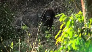 Buffalo Hunters 