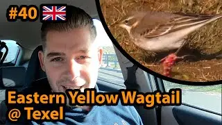 #40 (English) Eastern Yellow Wagtail @ Texel | Birding the Netherlands | Canon 90D