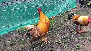25/12 Ae hợp LH:@9.76.738.442.top 4 em 🐔 sinh viên 