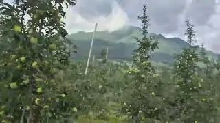 경북 영주시 풍기면 사과 🍎 at 소백산 in Korea 3