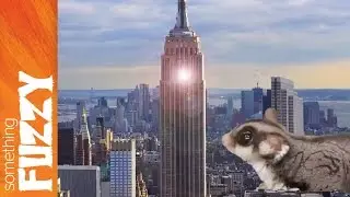 Super Hero Pet Squad- A Something Fuzzy Original!