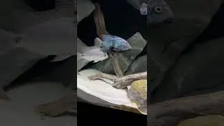 The Jaguar Cichlid & Tank Mates