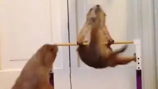 Animals work out #funny