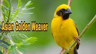 Asian Golden Weaver | Beautiful Bird | ចាបពូកមាស