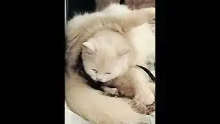 Cat breeding part -2#cutecat#cat breeding#comment #tomandjerry#endtwist