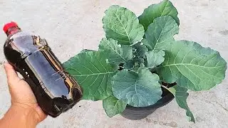 FAZ SUA COUVE CRESCER MUITO VEJA S&Oacute; ISSO!!