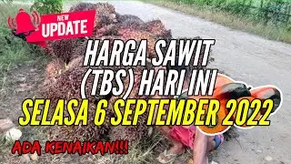 🔴 UPDATE: Harga Sawit Hari Ini (TBS), Selasa 6 September 2022