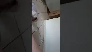 Bolinha podolatra