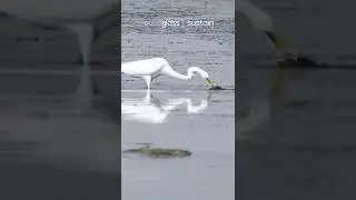 Why We Must Save Gurgaon's Bird Paradise #Shorts