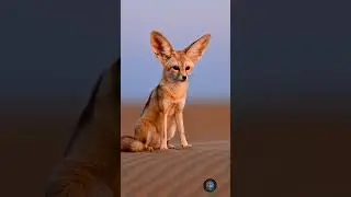Desert Ears 🦊 #FennecFox #Desert #BioLens #Sahara #TinyAnimals #Fox