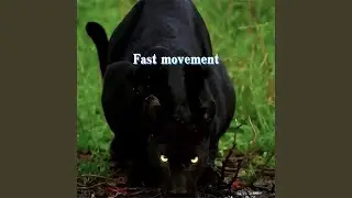 Fast movement